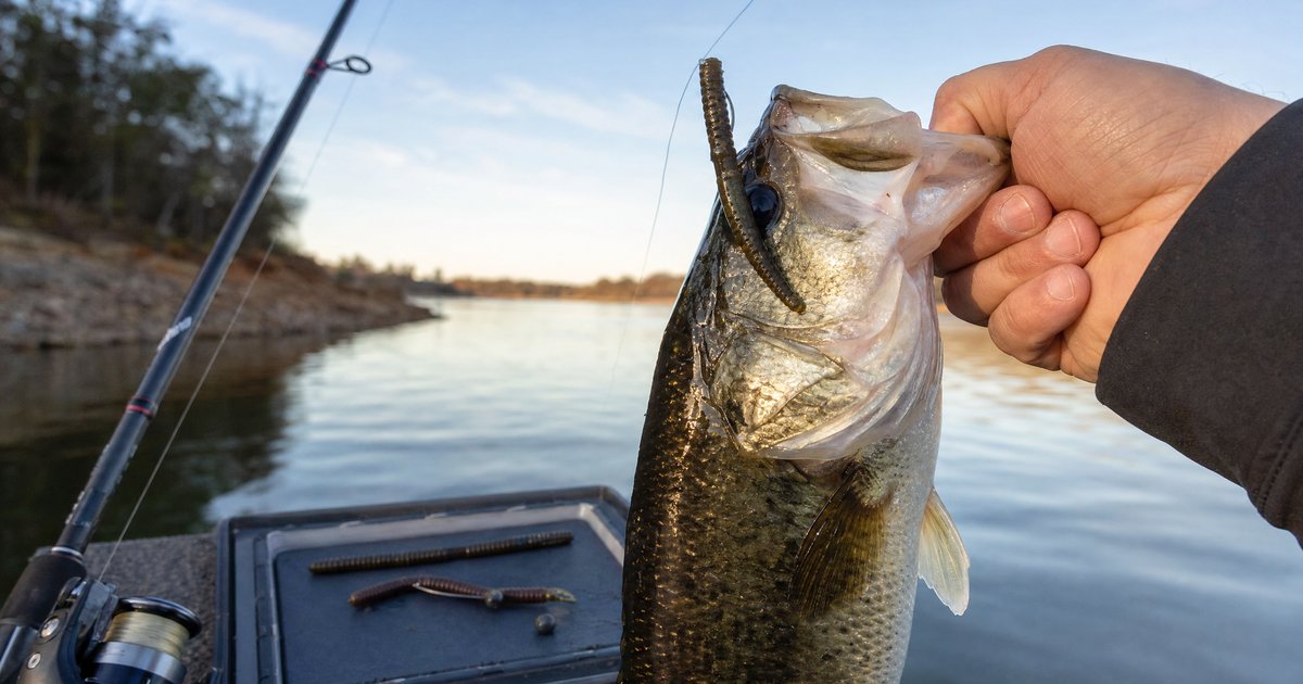 Wacky Rig Fishing for Bass: Why This Simple Technique Outfishes Everything Else